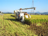 さぬき市 さぬきよいまいの収穫作業 平成20年10月15日