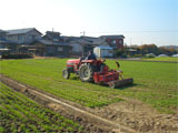 高松市 麦踏作業 平成20年12月2日