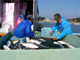 東かがわ市 「ひけた鰤」の出荷作業 平成20年12月4日