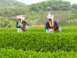 一番茶の収穫作業