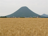 丸亀市 小麦