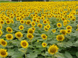 まんのう町 ひまわり