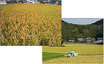 稲刈り3