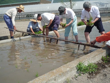 田植2