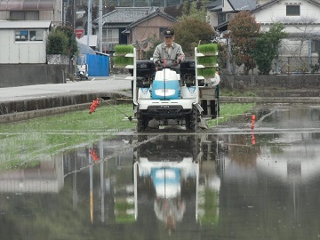 田植え1