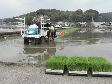 田植え2