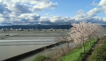 田植え3