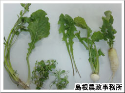 春の七草勢揃い