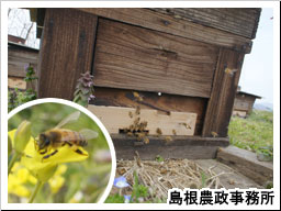 巣を出入りするはちと花にくるみつばち