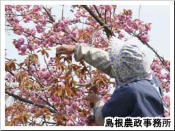 花硬ごと手際よく桜花を摘む