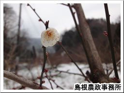 雪の残る果樹園で花咲いたうめ
