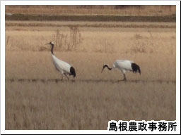 えさをついばむたんちょうのつがい