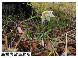 花の時期となったイズモコバイモ