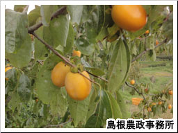 収穫直前の西条がき