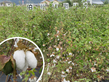 伯州綿の収穫