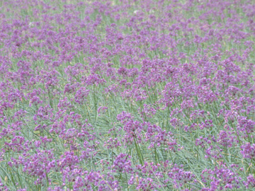 満開を迎えたらっきょうの花