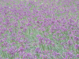 満開を迎えたらっきょうの花