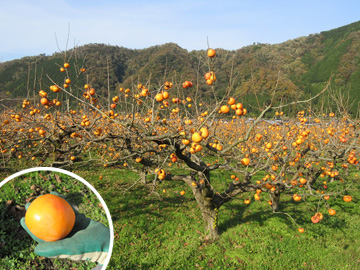 収穫を迎えた花御所柿の樹園地
