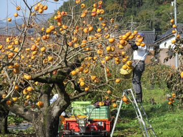 収穫作業に勤しむ生産者