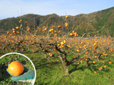 収穫を迎えた花御所柿の樹園地