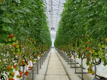 商品「ビバトマ」のハウス栽培の様子