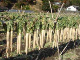 071203_35daikon1