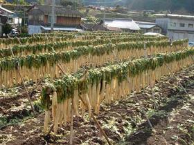 071203_35daikon2