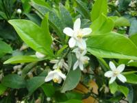 090515-35natumikan1