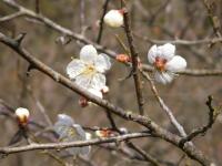 100130_35ume1