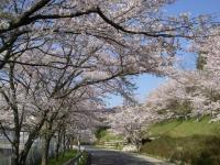 100403_35sakura1