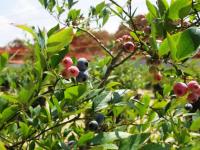 100722_35blueberry1