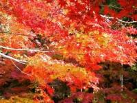 101114_35kouyou1