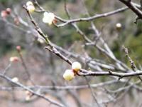 110129_35ume1