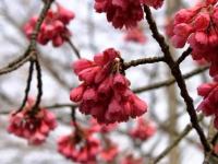 110304_35h-sakura2