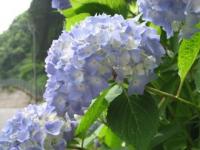 110614_35ajisai2