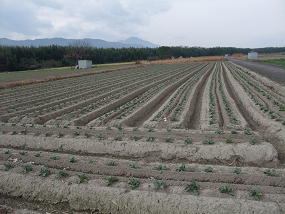 広大な農地で様々な野菜を栽培している