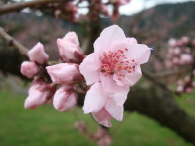 桃の開花始まる