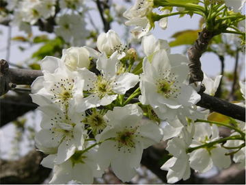 梨の花開花