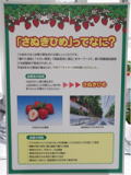 県育成品種「さぬき姫」の展示