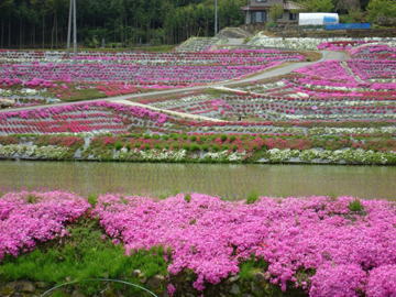 芝桜が満開【撮影：5月7日】（広島県東広島市）その1