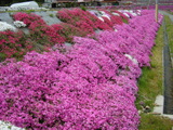 芝桜が満開【撮影：5月7日】（広島県東広島市）その2