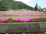 芝桜が満開【撮影：5月7日】（広島県東広島市）その3