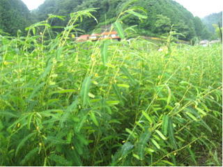 開花したカワラケツメイ