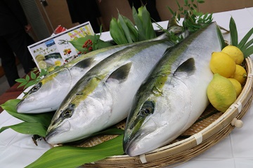 養殖されたハマチ