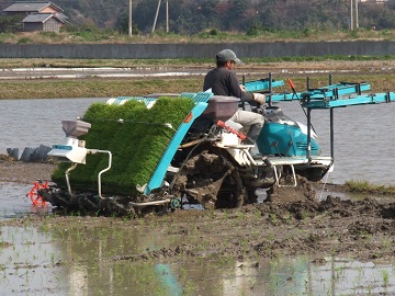 田植え2