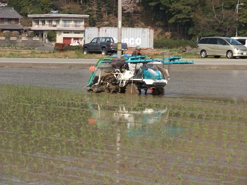 田植え1