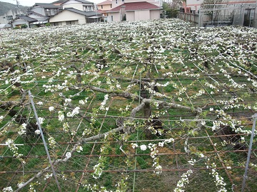 徳島なし