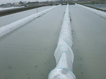 徳島れんこん