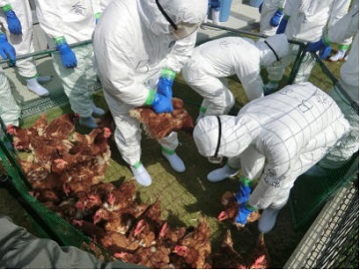 「香川県鳥インフルエンザ防疫演習」鶏の捕獲