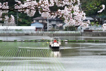 高知田植